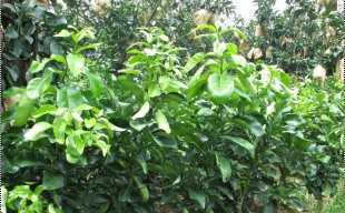 精選三紅蜜柚苗與紅心蜜柚苗，廠家直供，品質保障，歡迎批發(fā)洽談